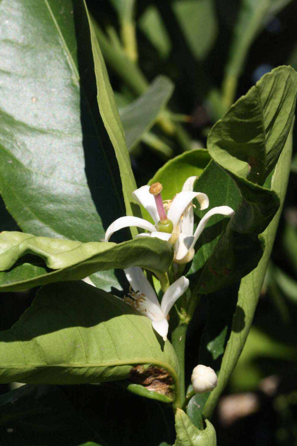              Flower (Riverside, CA)       